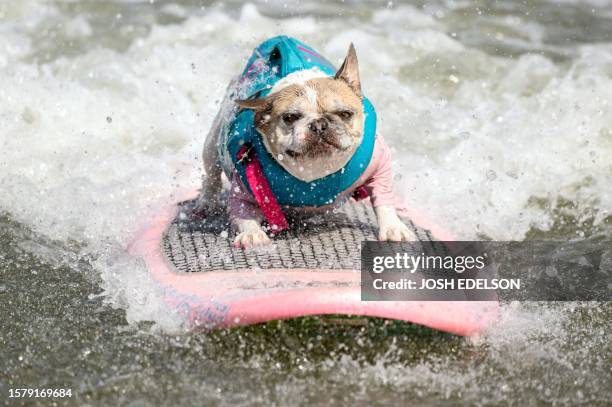 Cherie, a French bulldog who went on to win the medium dog category, competes during the World Dog Surfing Championships in Pacifica, California, on...