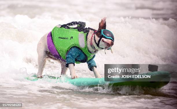 Faith, who went on to win the large dog category, competes during the World Dog Surfing Championships in Pacifica, California, on August 5, 2023. The...