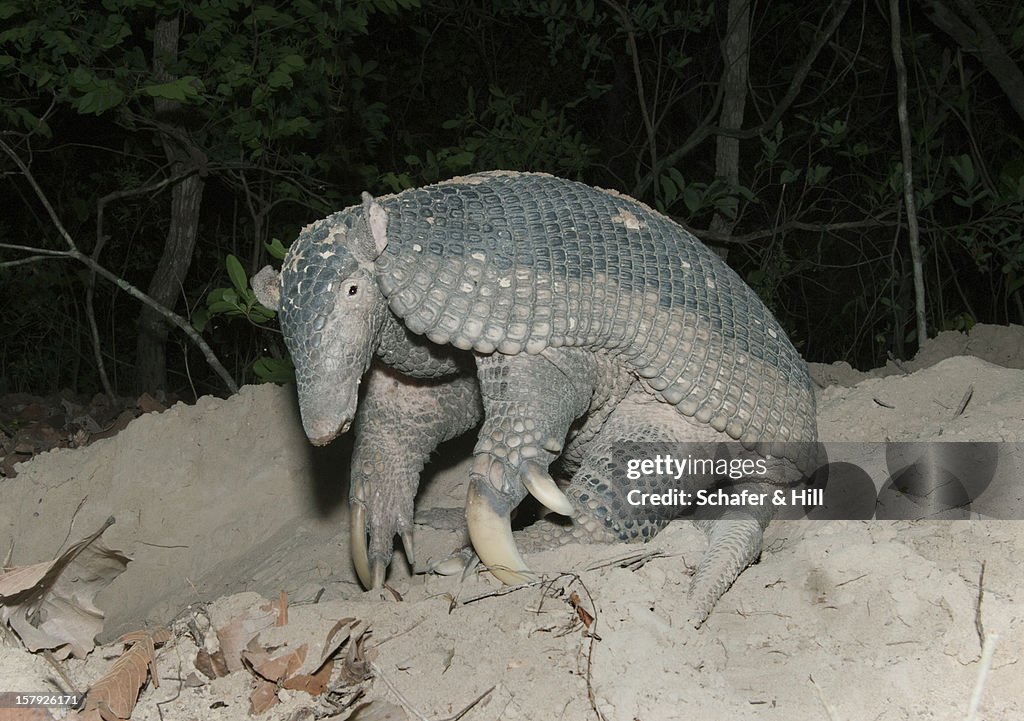 Rare Giant Armadillo, Brazil