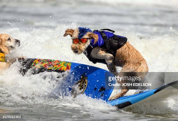 Derby crashes into Charlie Surfs Up as both dogs compete during the World Dog Surfing Championships in Pacifica, California, on August 5, 2023. The...