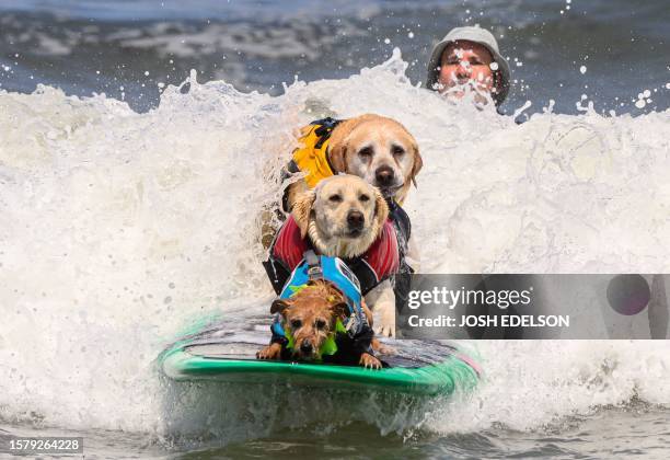 Carson, Rosie and Charlie Surfs Up compete during the World Dog Surfing Championships in Pacifica, California, on August 5, 2023. The event helps...