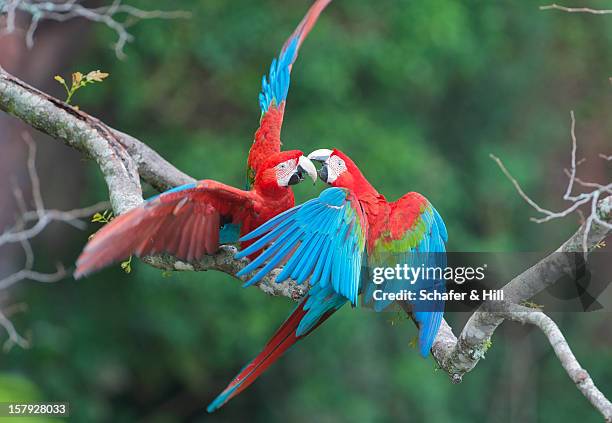 red & green macaws, brazil - pantanal stockfoto's en -beelden