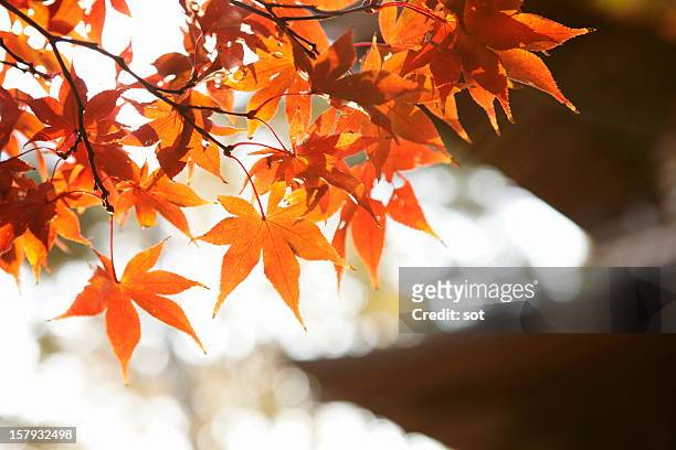 red autumn maple leaves background of temple - tokyo temple stock pictures, royalty-free photos & images