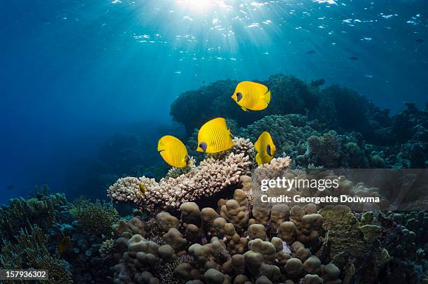 butterflyfish with shafts of sunlight - butterflyfish stock pictures, royalty-free photos & images