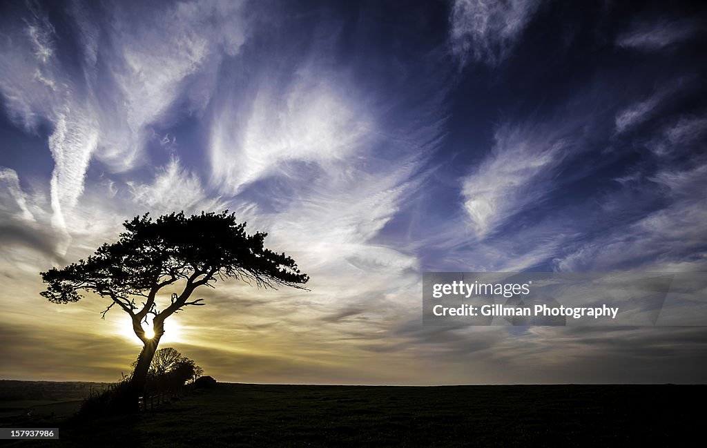 The First Tree