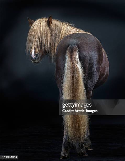 portrait of icelandic horse, iceland - pony paard stockfoto's en -beelden