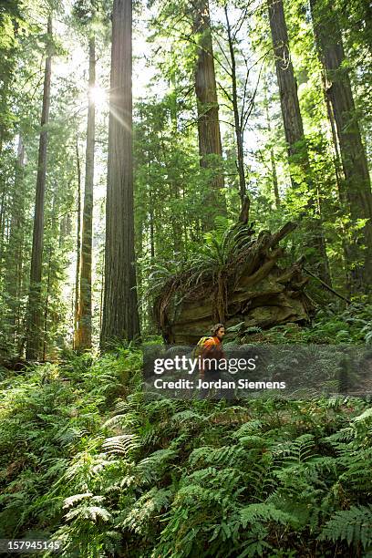 hiking through the redwoods. - redwood stockfoto's en -beelden
