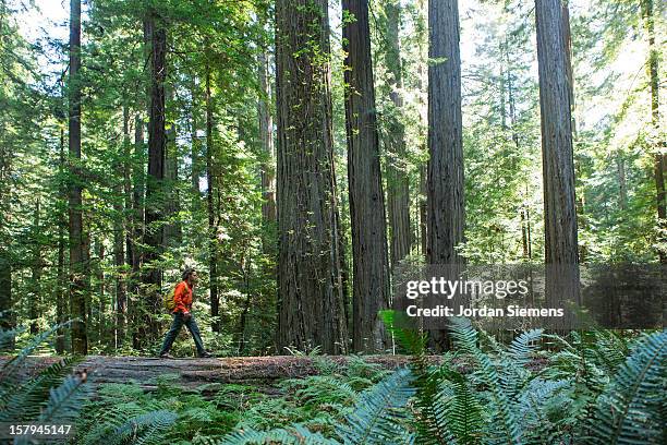 hiking through the redwoods. - redwood forest stock-fotos und bilder