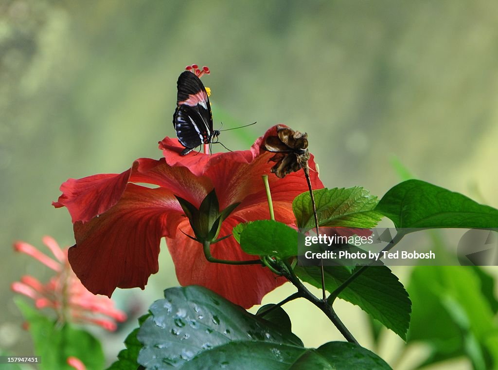 Butterfly & Hibiscus