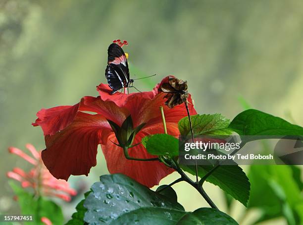 Butterfly Hibiscus, 照片檔