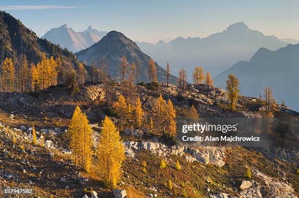 subalpine larch north cascades washington - north cascades national park stock pictures, royalty-free photos & images