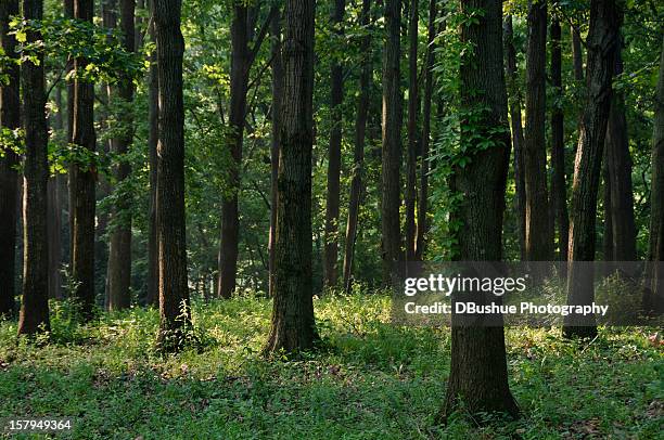 stand of trees - doordringen stockfoto's en -beelden