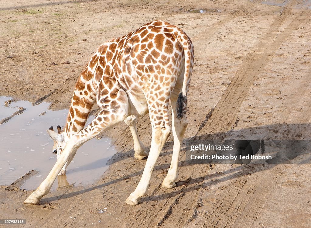 Giraffe Getting a Drink