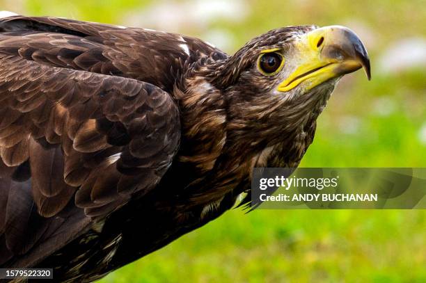 Sea Eagle reacts as it is used to train Maremma sheep dogs to protect their livestock from the threat of Sea Eagles, in Rothiemurchus Falconry, in...