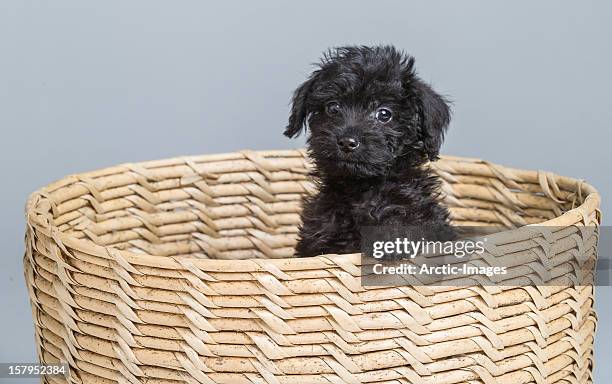 black puppy, mixed breed - black poodle stockfoto's en -beelden