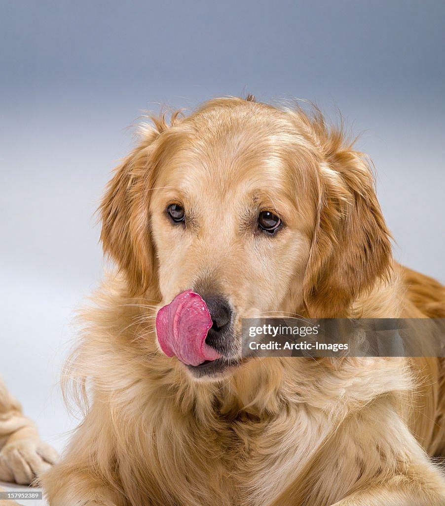 Golden retreiver puppy licking his nose