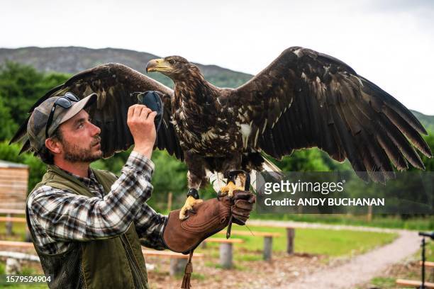 Jonathan Ames from Rothiemurchus Falconry holds a Sea Eagle on his arm as it used to train Maremma sheep dogs to protect their livestock from the...