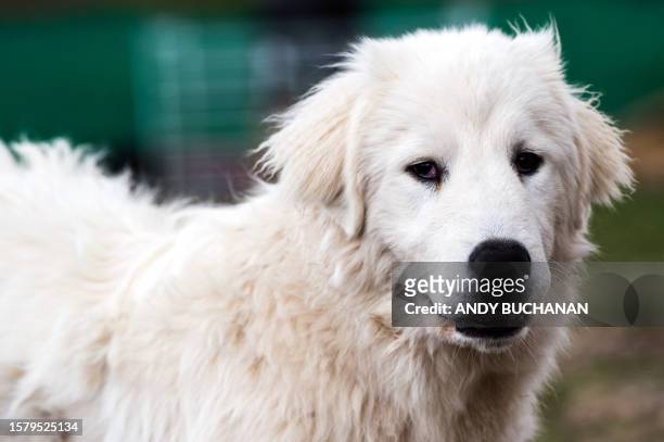 Maremma sheep dog looks on during its training to protect livestock from the threat of Sea Eagles is pictured in Rothiemurchus Falconry, in Aviemore,...