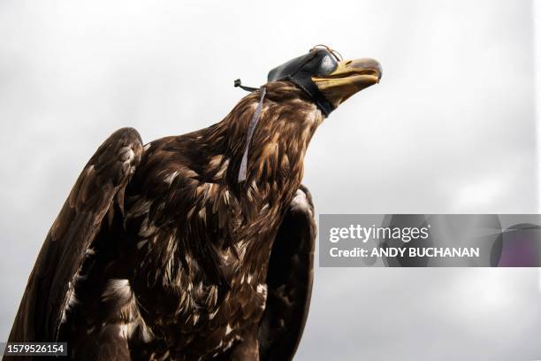 Sea Eagle reacts as it is used to train Maremma sheep dogs to protect their livestock from the threat of Sea Eagles, in Rothiemurchus Falconry, in...