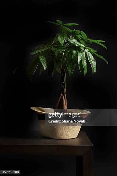 money tree growing from a hat - glückskastanie stock-fotos und bilder