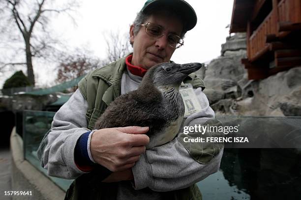 Zoo keeper holds the new born penguin in the zoo in Budapest, Hungary on December 8, 2012. Junior was born on September. AFP PHOTO / FERENC ISZA