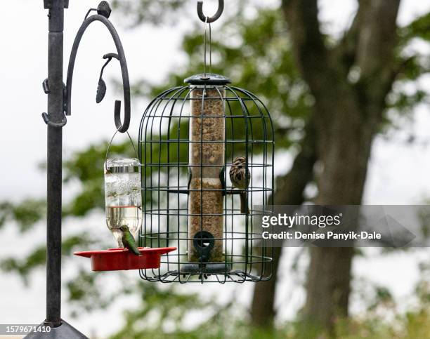 hummingbird at feeder - panyik-dale stock pictures, royalty-free photos & images