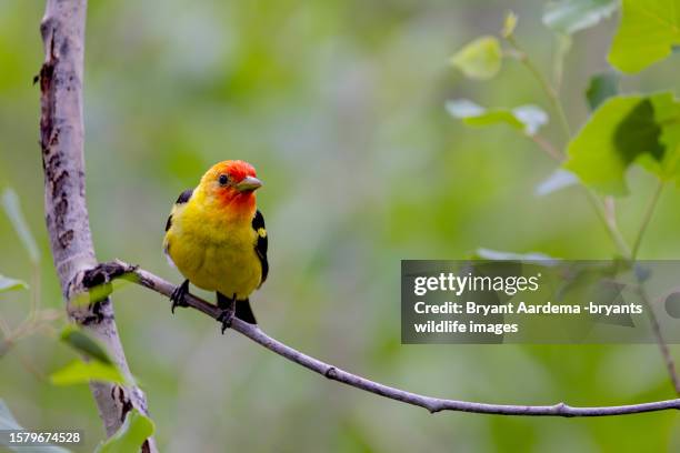searching tanager - piranga ludoviciana stock pictures, royalty-free photos & images