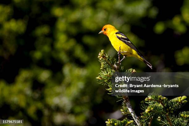 perched tanager - piranga ludoviciana stock pictures, royalty-free photos & images