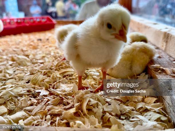 Hatching Shells 3,134 The Hatch Shell Stock Photos, High-Res Pictures, and Images ...