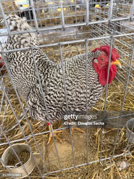 hen poultry in a cage - poultry netting stock pictures, royalty-free photos & images