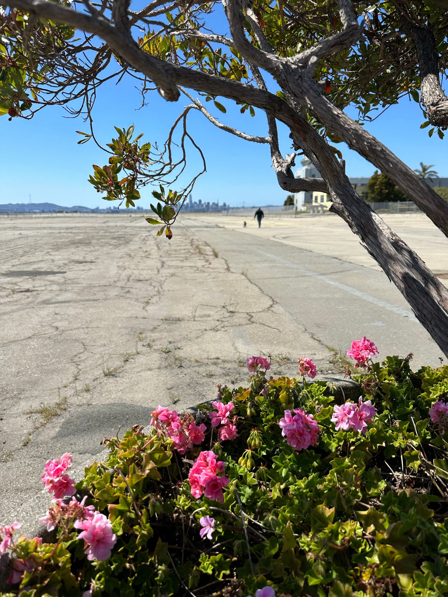 dog walking alameda