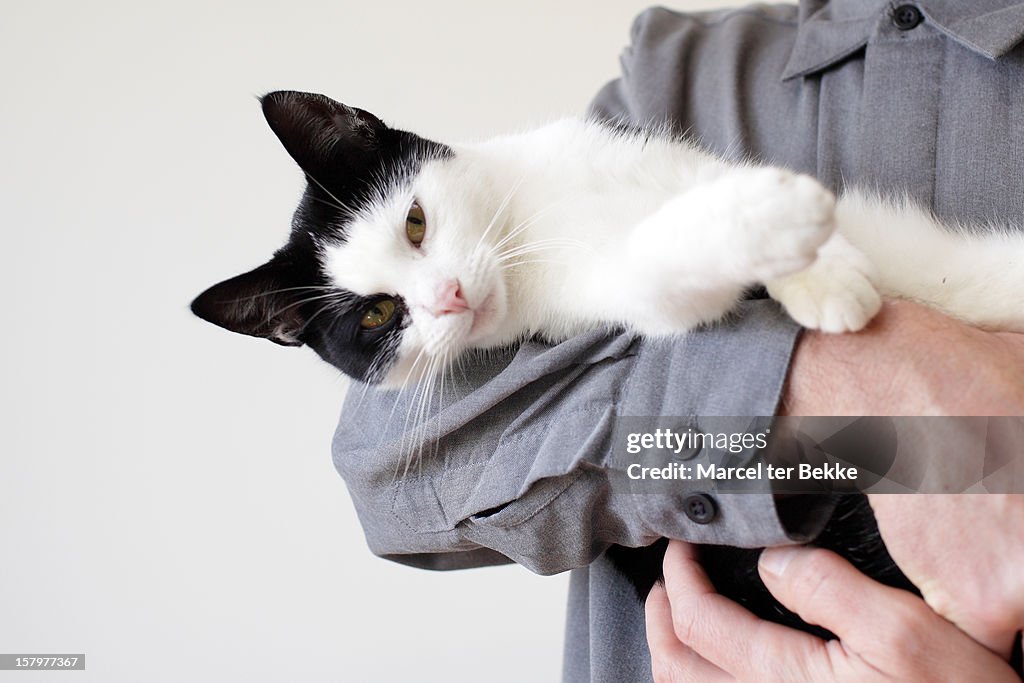 Cat on arm