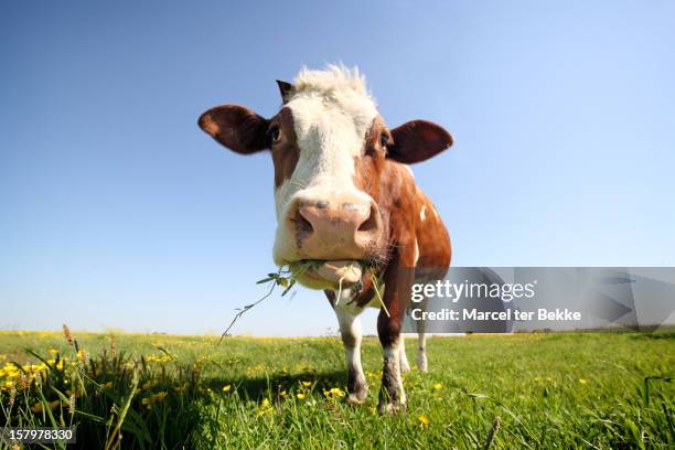 cow in field - cows eating stock pictures, royalty-free photos & images