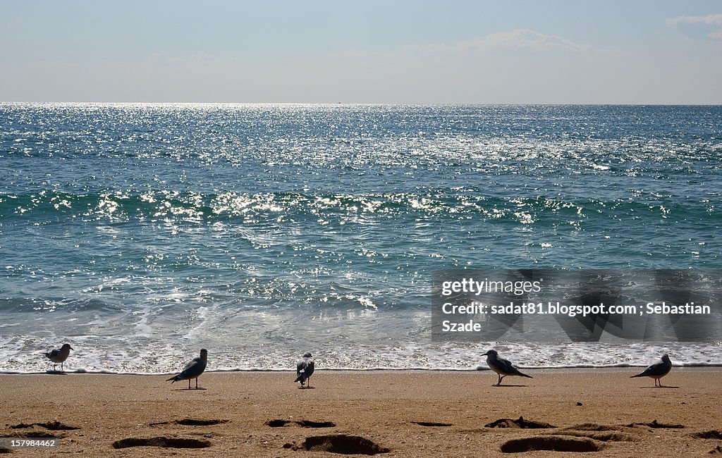Seagulls at Eastern Sea shore