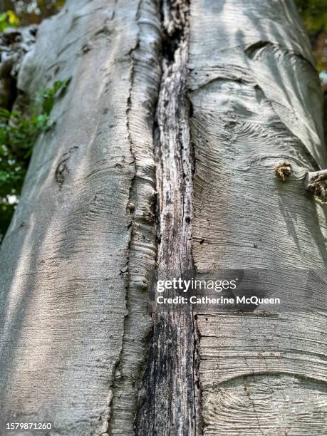Impoding Tree 148 Catherine Wimp Stock Photos, High-Res Pictures, and Images - Getty ...