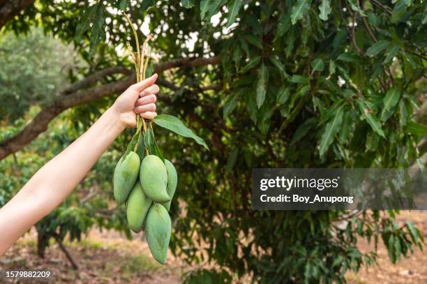 someone hands holding bunch of fresh mangoes after picking. - mango tree stock pictures, royalty-free photos & images