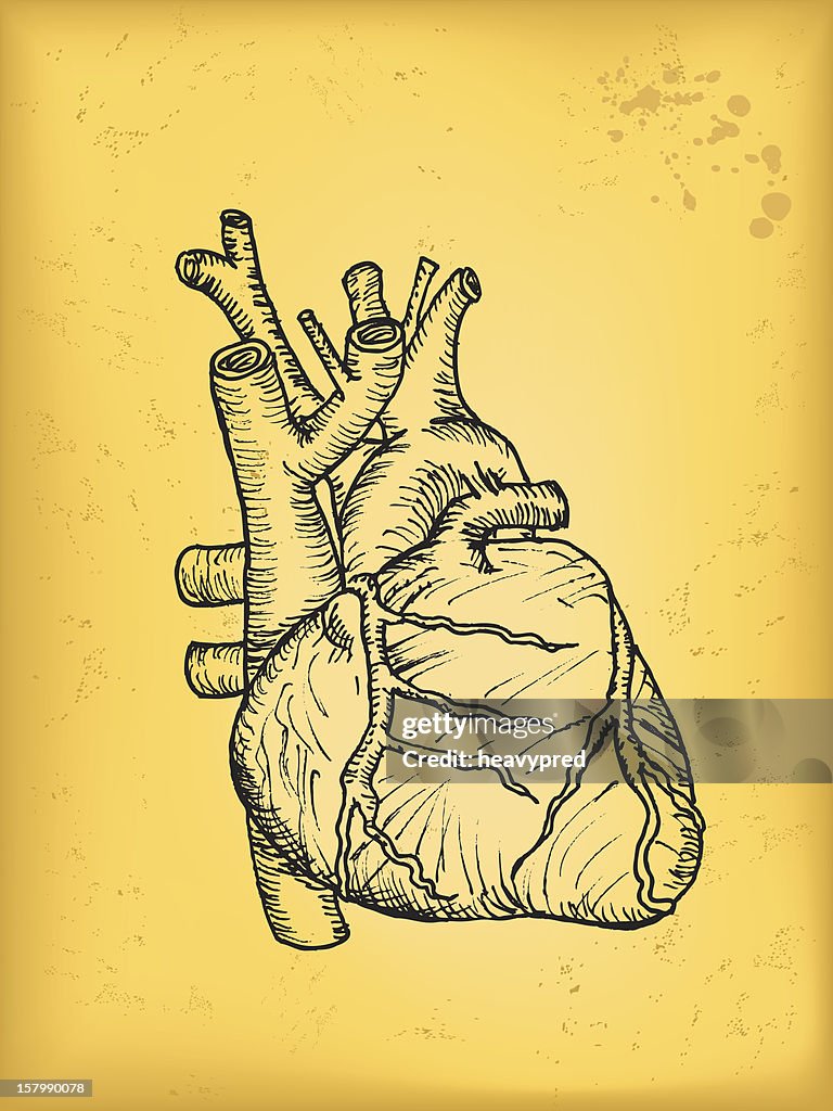 Heart