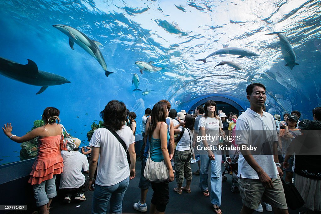 Surrounded by dolphins