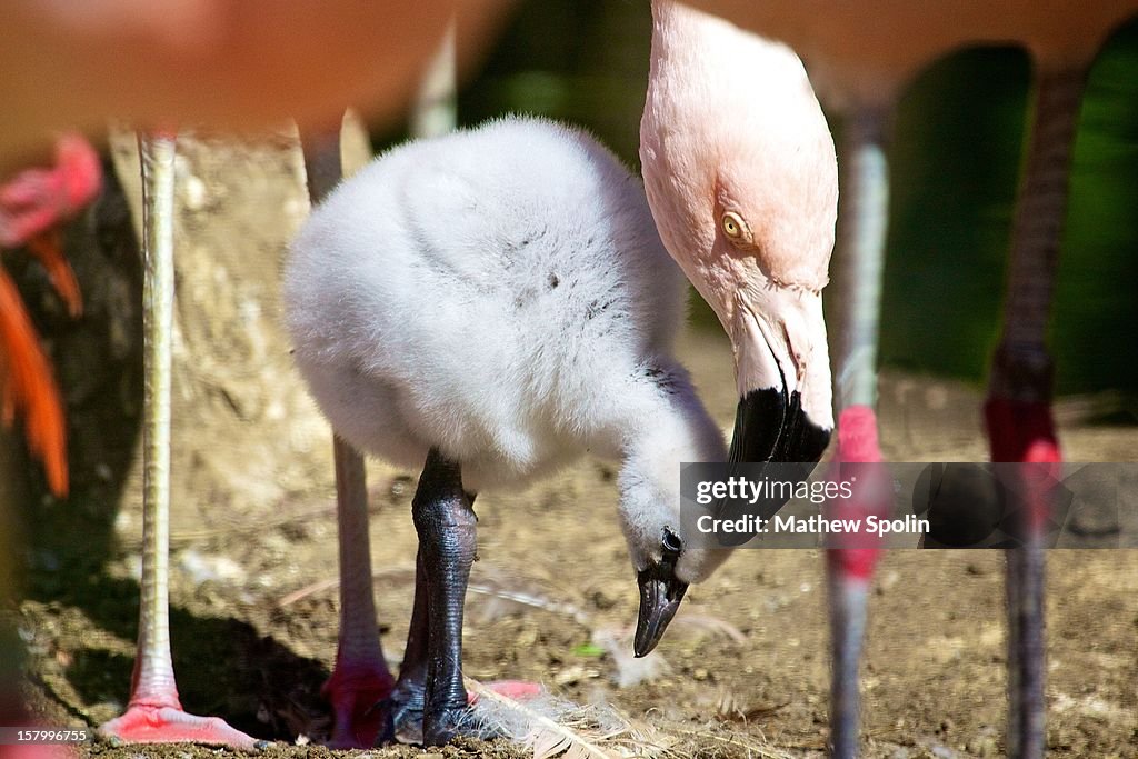 Mother Flamingo with Chick