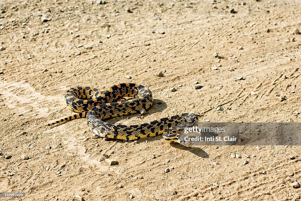 Bullsnake in defensive striking pose on dirt road