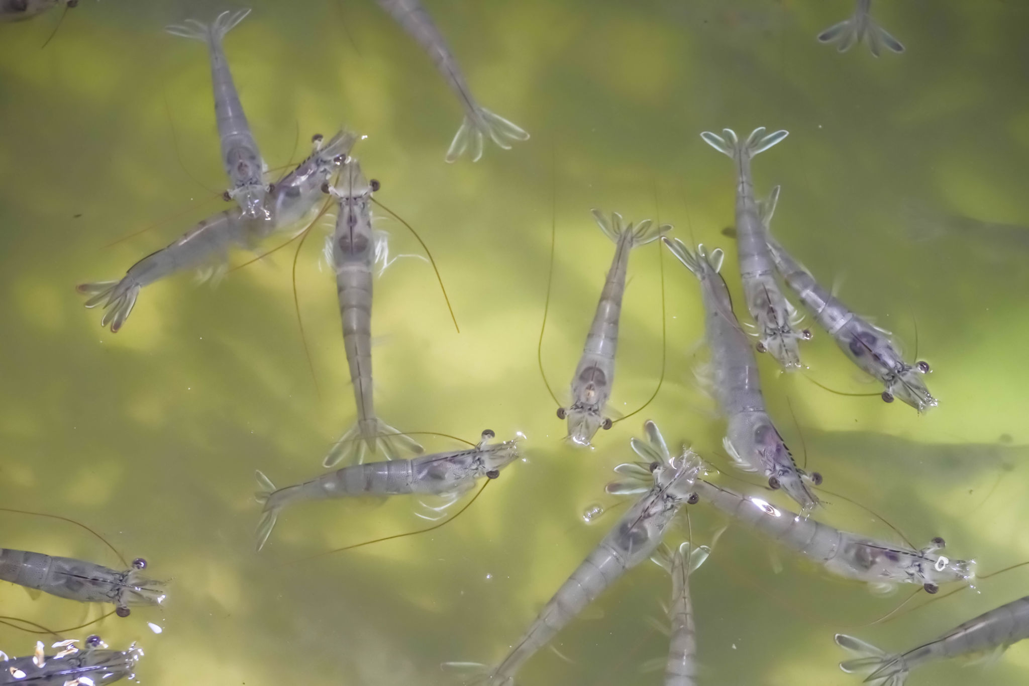 Many fresh raw live shrimps swimming in water Many fresh raw live shrimps swimming in water