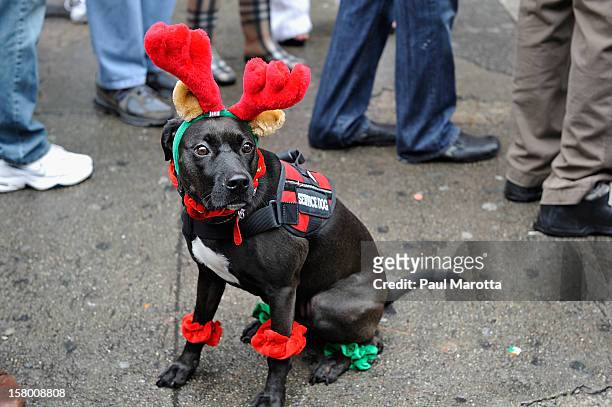 Dog wears a reindeer costume as more than 700 runners participate in The 2012 Boston Santa Speedo Run on December 8, 2012 in Boston, Massachusetts.