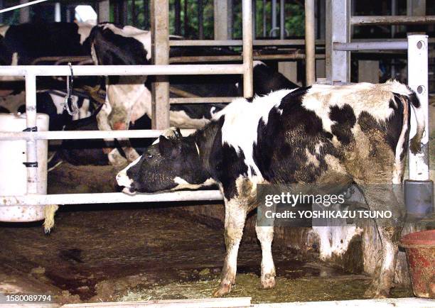 Cow is seen at a dairy farm where it was announced 10 September that Japan's first suspected case of mad cow disease was found in Shiroi, Chiba...