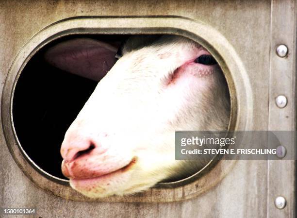 An East Friesian sheep sticks it's head out of a hole in the side of a cattle trailer, outside the Faillace family farm, as the USDA seizes 126...