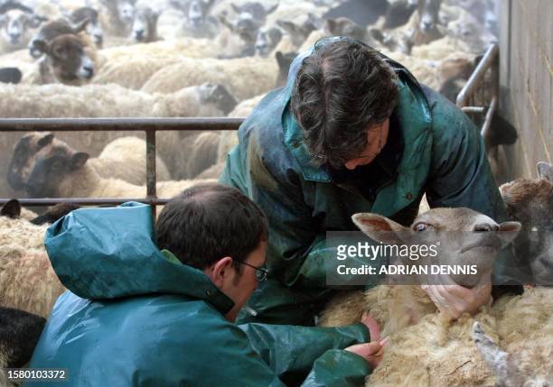Animal inspectors from the Ministry of Agriculture, Food and Fisheries, take blood samples from sheep on Tom Griffith's farm in Great Doddington,...
