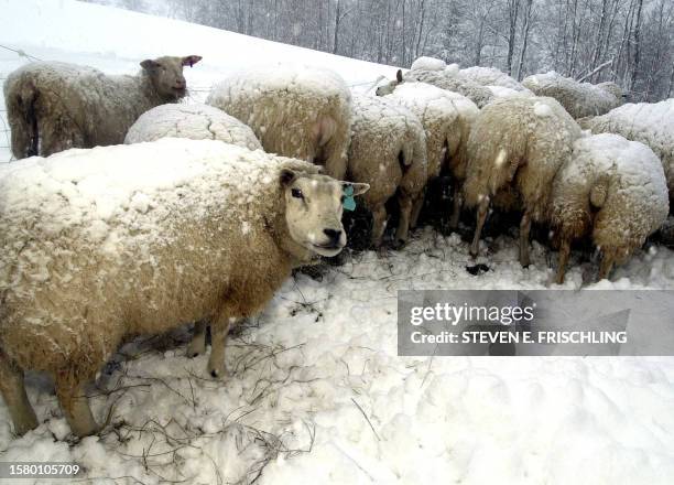 Beltex sheep forage for hay through fresh snow behind the Faillace farm 22 March 2001 in East Warren, Vermont. All 126 imported Beltex and East...