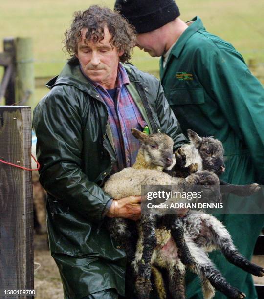 Farmer Tony Carruthers carries lambs to an awaiting truck to be taken away for slaughter in Askham, near Penrith, 05 April 2001. The animals,...