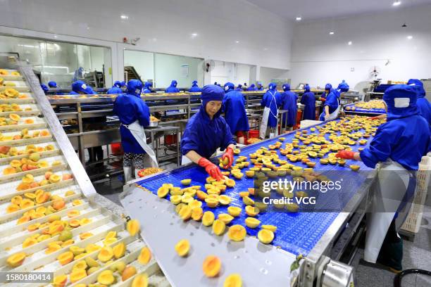 Employees work on the production line of bottled yellow peach for export at a food company on July 29, 2023 in Huaibei, Anhui Province of China.