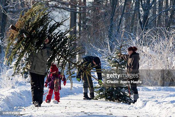 Family carry Christmas trees they chose and cut down themselves in a forest on December 8, 2012 in Fischbach, Germany. Forestry officials in the...