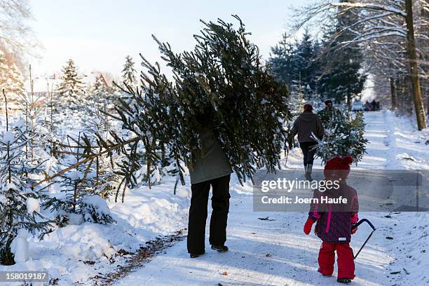 People carry Christmas trees they chose and cut down in a forest on December 8, 2012 in Fischbach, Germany. Forestry officials in the state of Saxony...